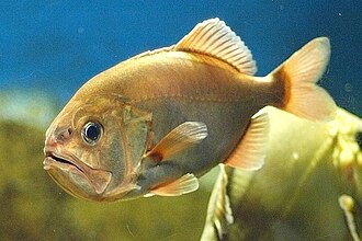 ภาพ ปลา japonicus (Gephyroberyx japonicus)