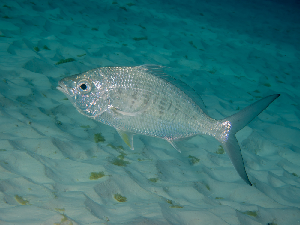 ภาพ ปลา cinereus (Gerres cinereus)