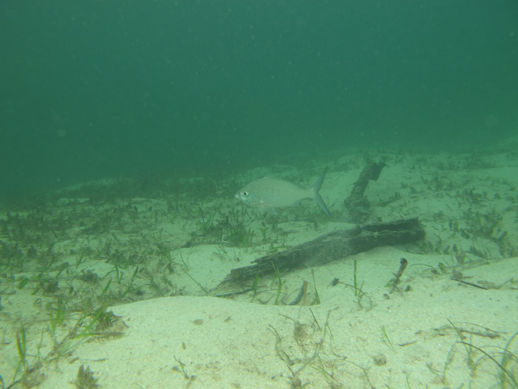 ภาพ ปลา longirostris (Gerres longirostris)