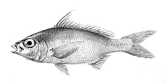 ภาพ ปลา oblongus (Gerres oblongus)