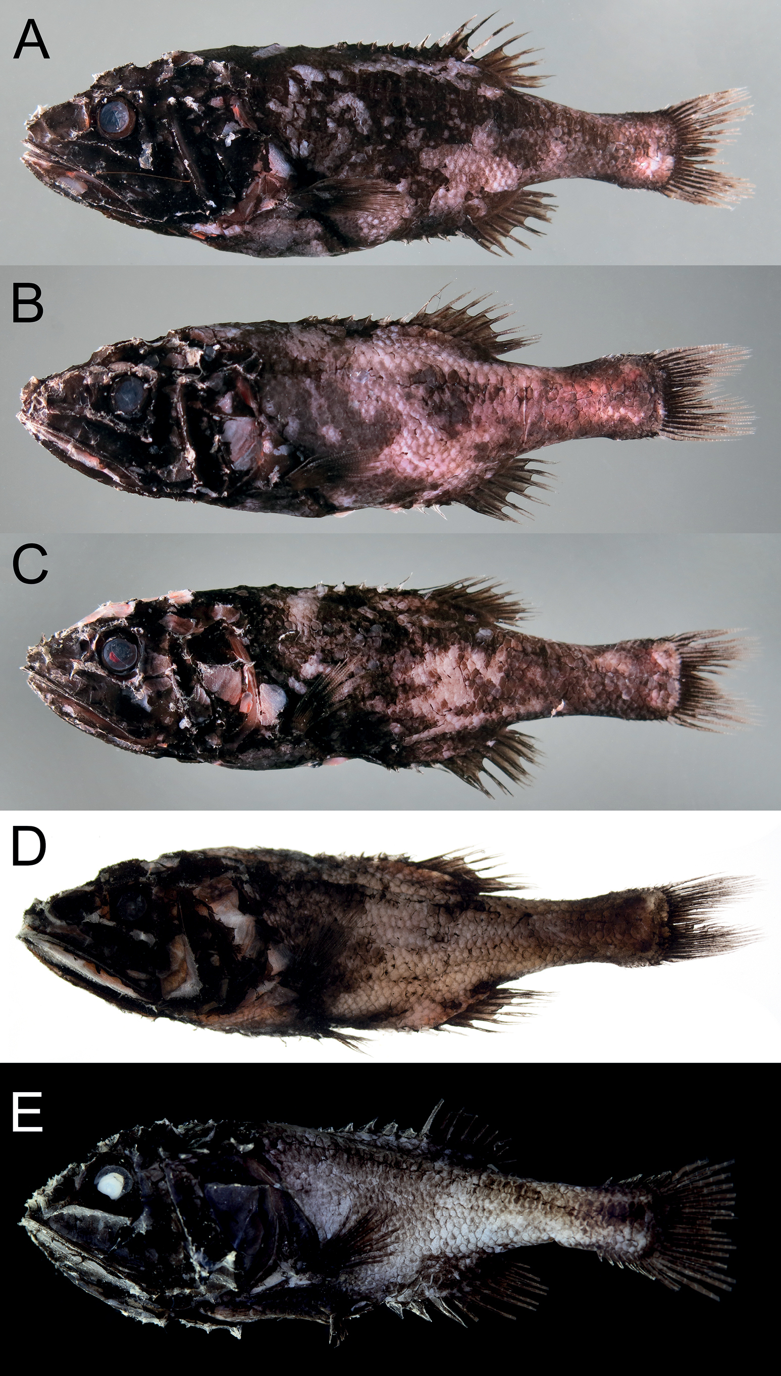ภาพ ปลา latifrons (Gibberichthys latifrons)
