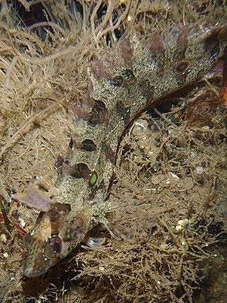 ภาพ ปลา elegans (Gibbonsia elegans)