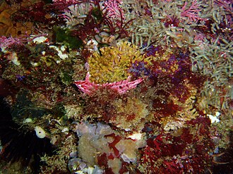 ภาพ ปลา montereyensis (Gibbonsia montereyensis)