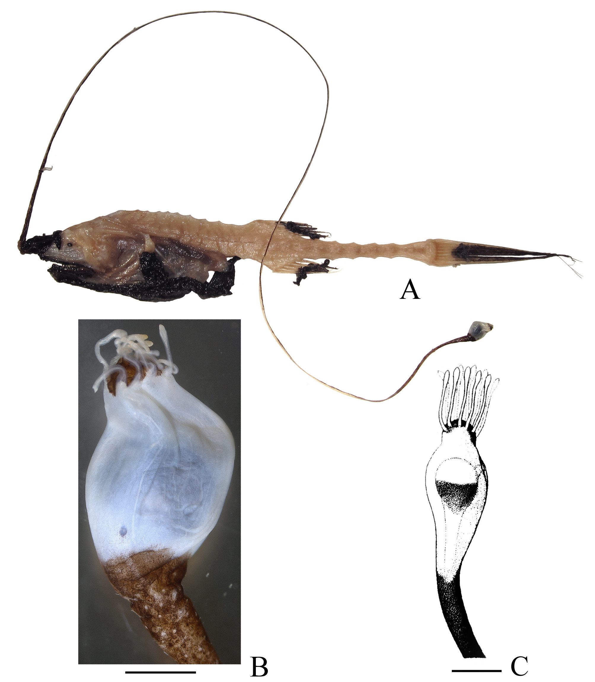 ภาพ ปลา microdontis (Gigantactis microdontis)