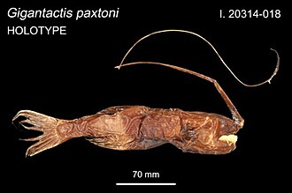 ภาพ ปลา paxtoni (Gigantactis paxtoni)