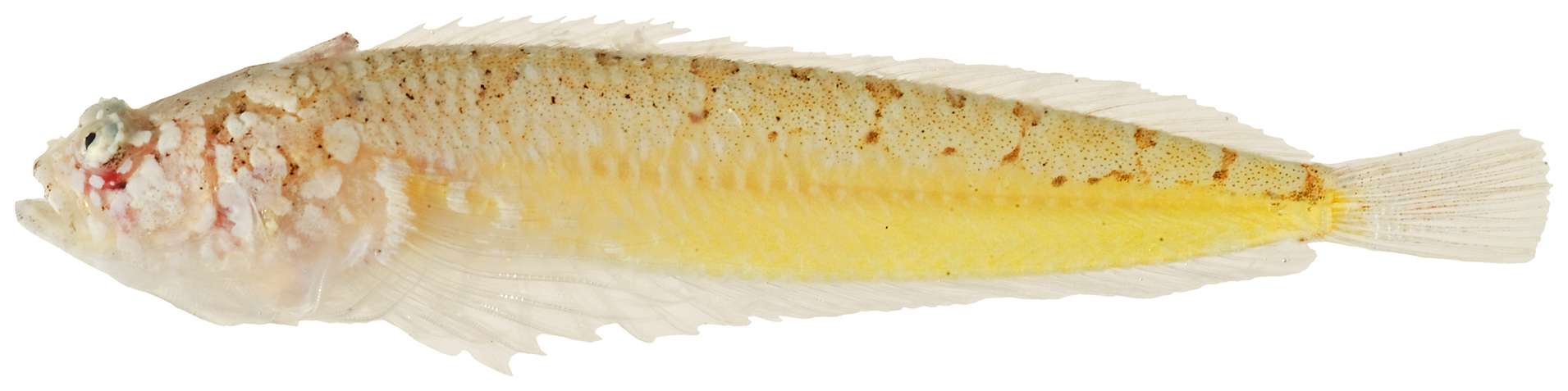 ภาพ ปลา uranidea (Gillellus uranidea)