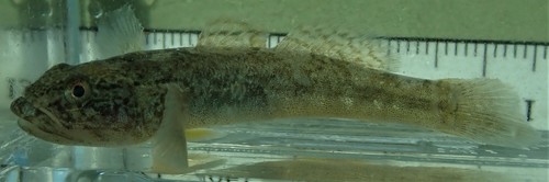 ภาพ ปลาบู่ seta (Gillichthys seta)