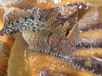 ภาพ ปลา tripennis (Gilloblennius tripennis)
