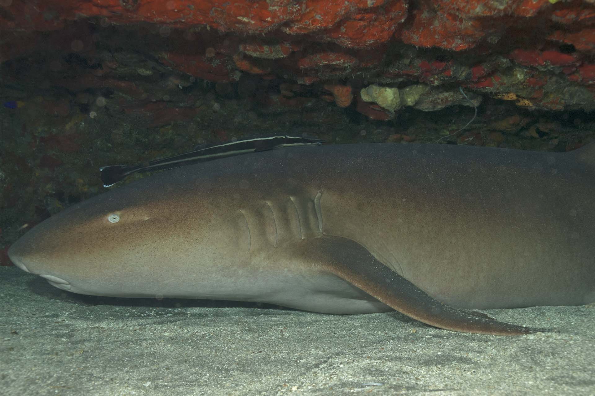 ภาพ ปลา cirratum (Ginglymostoma cirratum)