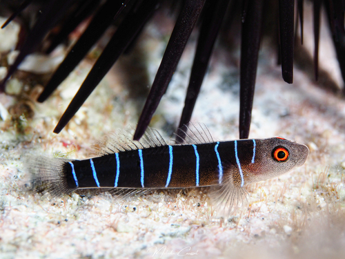 ภาพ ปลาบู่ลายเส้นบู่ (Ginsburgellus novemlineatus)