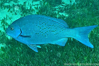 ภาพ ปลา cyanea (Girella cyanea)