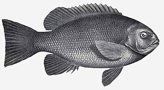 ภาพ ปลา elevata (Girella elevata)