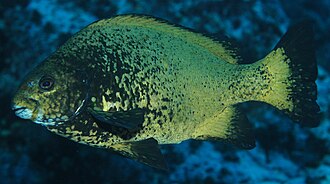 ภาพ ปลา fimbriata (Girella fimbriata)