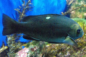 ภาพ ปลา nigricans (Girella nigricans)