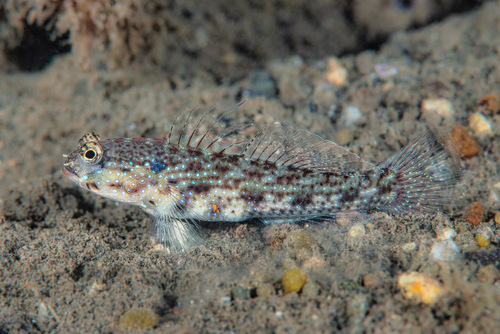 ภาพ ปลาบู่บู่ (Gladiogobius ensifer)