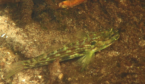 ภาพ ปลาบู่ราชาบู่ (Gladiogobius rex)