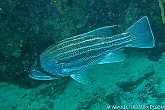 ภาพ ปลา hebraicum (Glaucosoma hebraicum)