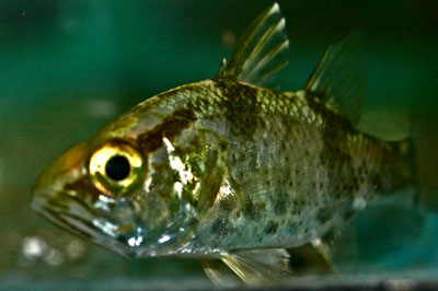 ภาพ ปลาอมไข่ aprion (Glossamia aprion)