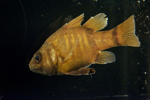 ภาพ ปลาอมไข่ timika (Glossamia timika)