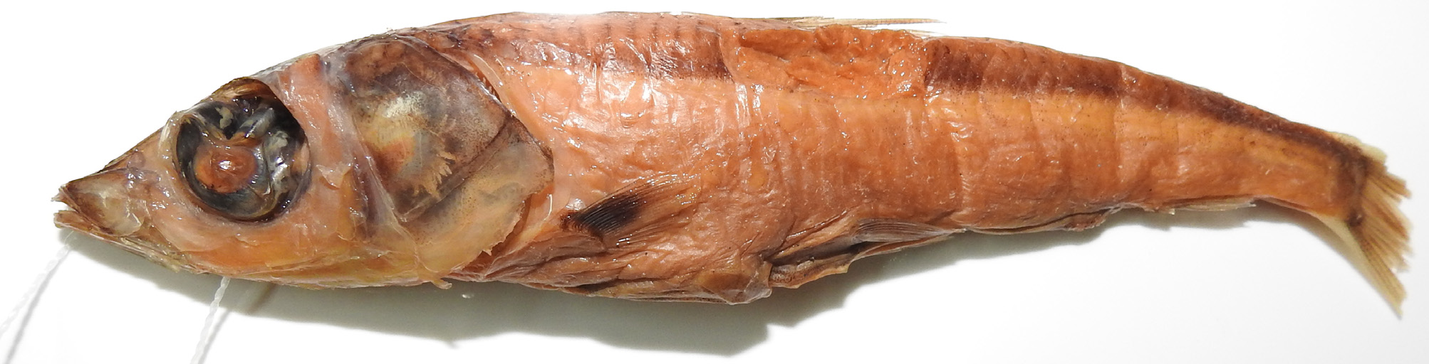 ภาพ ปลา macrocephalus (Glossanodon macrocephalus)