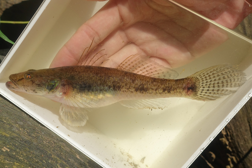 ภาพ ปลาบู่จักรพรรดิ (Glossogobius aureus)