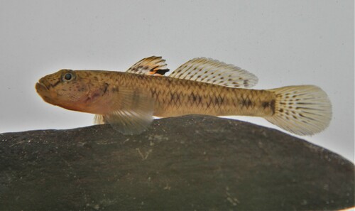 ภาพ ปลาบู่ bellendenensis (Glossogobius bellendenensis)