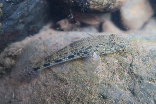 ภาพ ปลาบู่เซเลบีสบู่ (Glossogobius celebius)