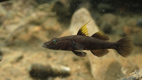 ภาพ ปลาบู่ flavipinnis (Glossogobius flavipinnis)
