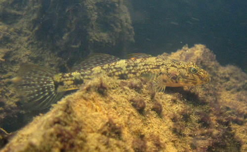 ภาพ ปลาบู่เทียมบู่ (Glossogobius illimis)