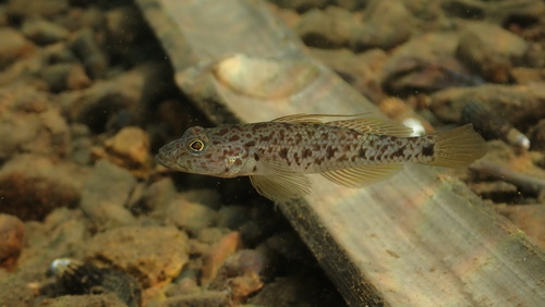 ภาพ ปลาบู่ intermedius (Glossogobius intermedius)