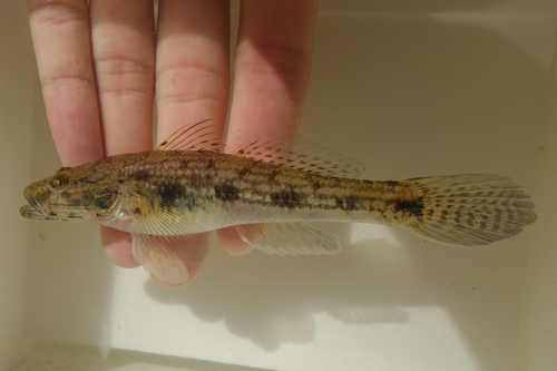 ภาพ ปลาบู่บู่ (Glossogobius laticeps)