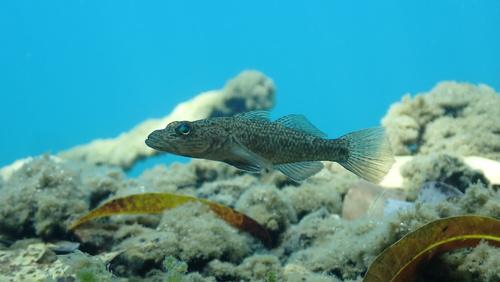 ภาพ ปลาบู่ matanensis (Glossogobius matanensis)
