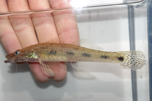 ภาพ ปลาบู่ทองสีจาง (Glossogobius sparsipapillus)