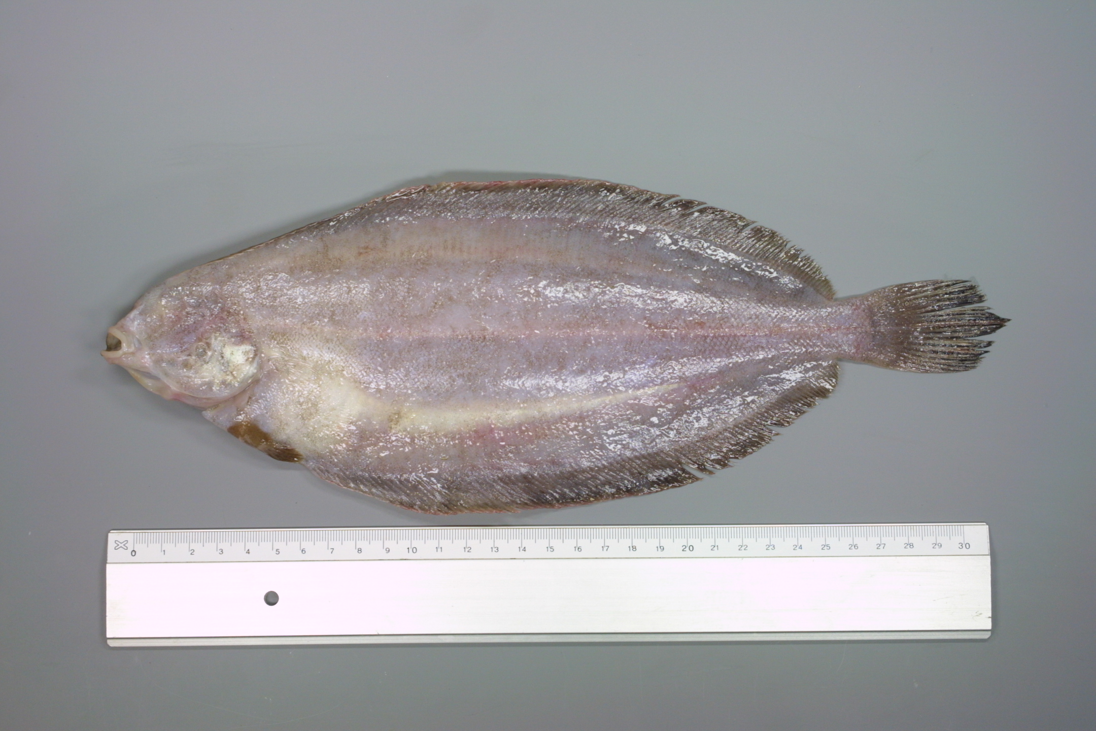 ภาพ ปลา cynoglossus (Glyptocephalus cynoglossus)