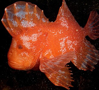 ภาพ ปลา goetzeei (Gnathanacanthus goetzeei)