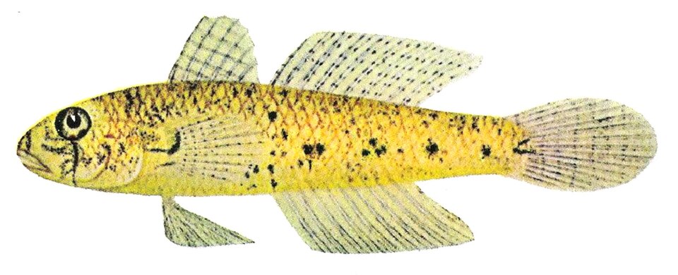 ภาพ ปลาบู่บู่ (Gnatholepis anjerensis)
