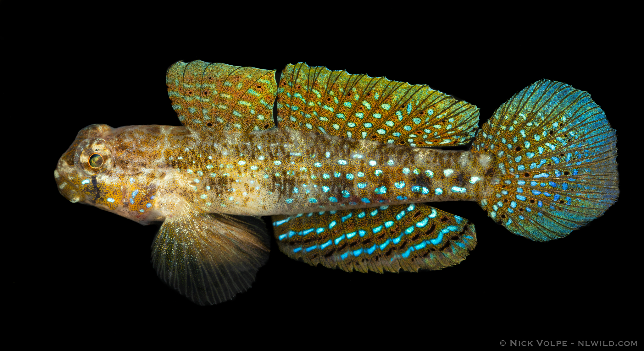 ภาพ ปลาบู่ argus (Gnatholepis argus)