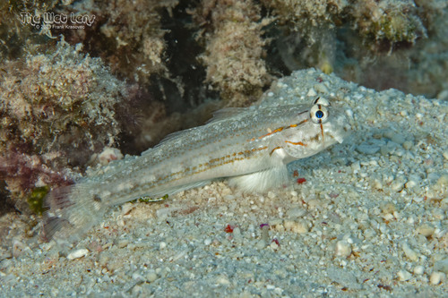 ภาพ ปลาบู่ caudimaculata (Gnatholepis caudimaculata)