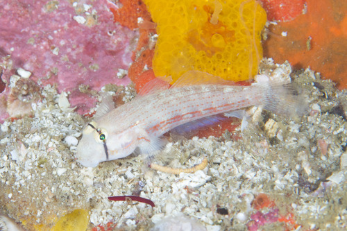 ภาพ ปลาบู่บู่ (Gnatholepis cauerensis)