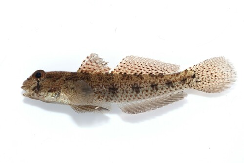 ภาพ ปลาบู่ gymnocara (Gnatholepis gymnocara)
