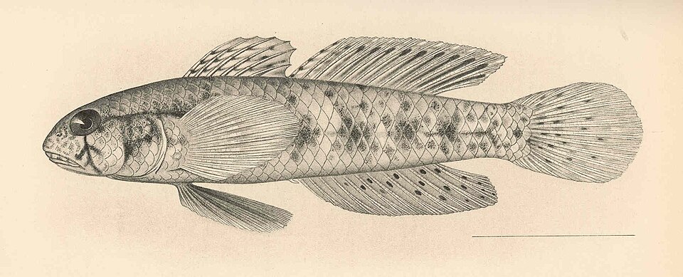 ภาพ ปลาบู่ knighti (Gnatholepis knighti)