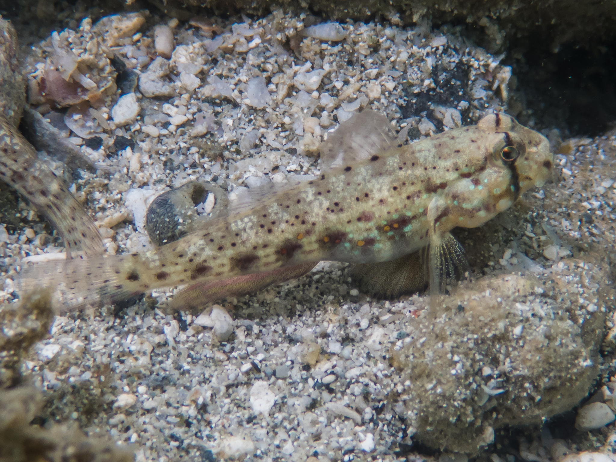 ภาพ ปลาบู่ ophthalmotaenia (Gnatholepis ophthalmotaenia)