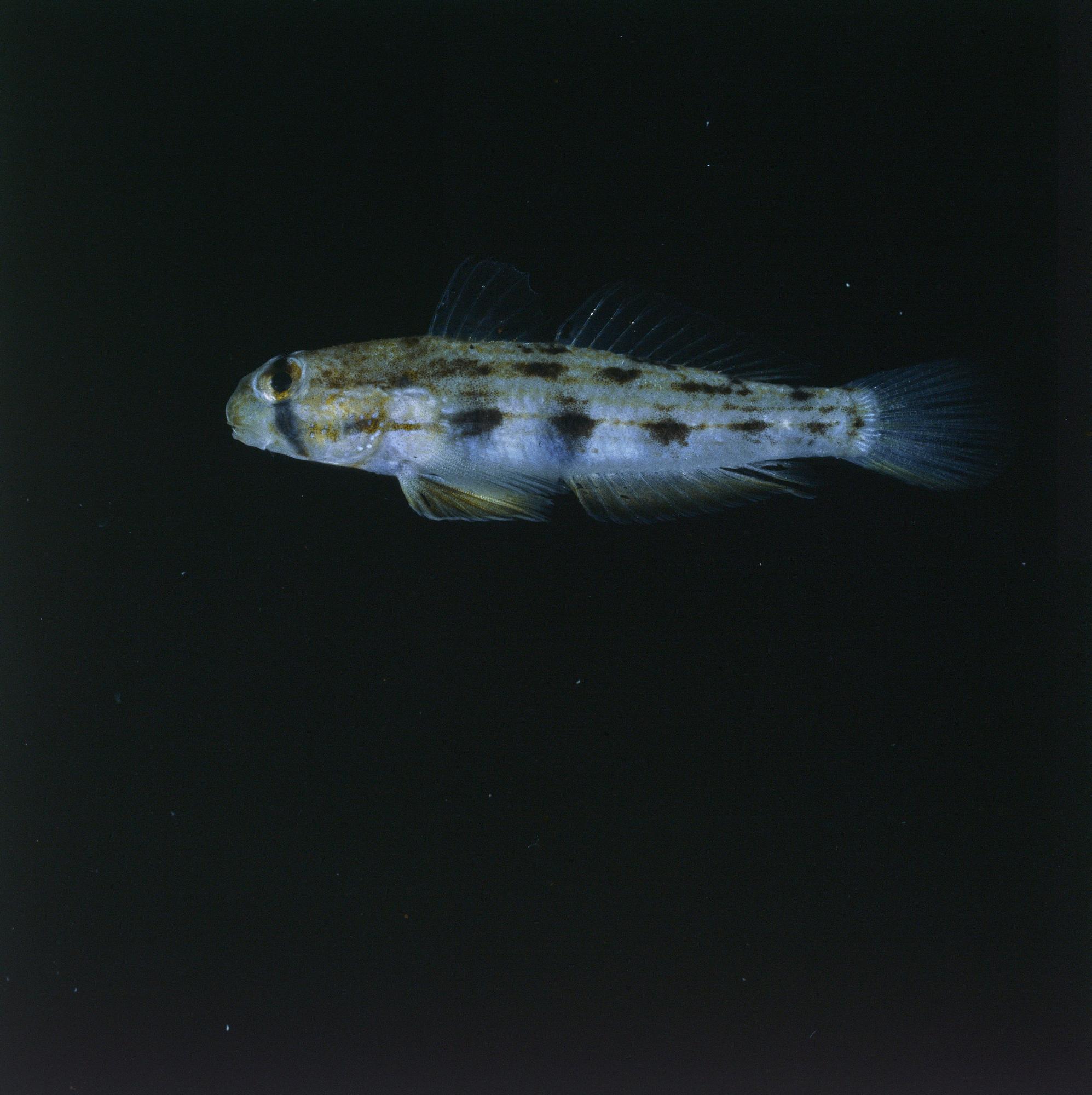 ภาพ ปลาบู่บู่ (Gnatholepis pascuensis)
