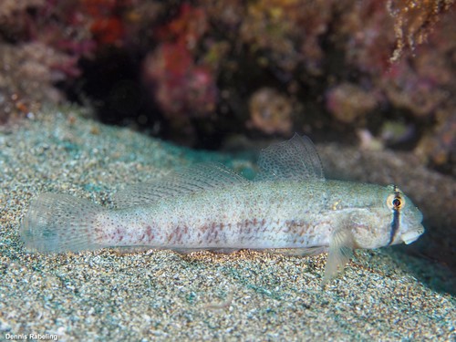 ภาพ ปลาบู่บู่ (Gnatholepis thompsoni)