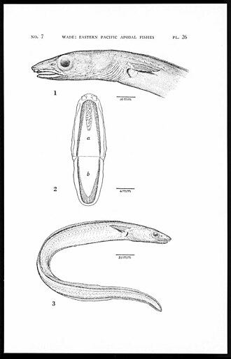 ภาพ ปลา cinctus (Gnathophis cinctus)