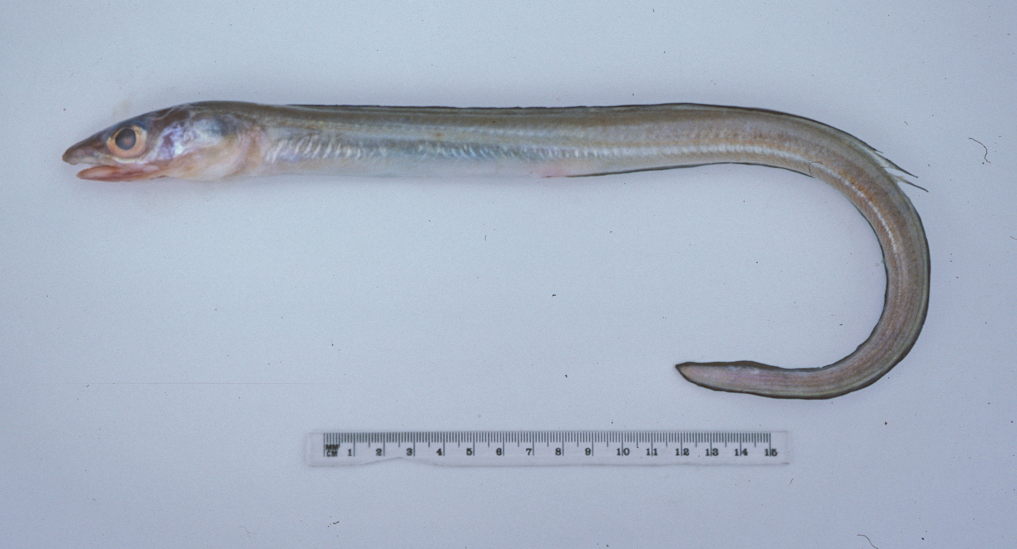 ภาพ ปลา umbrellabius (Gnathophis umbrellabius)
