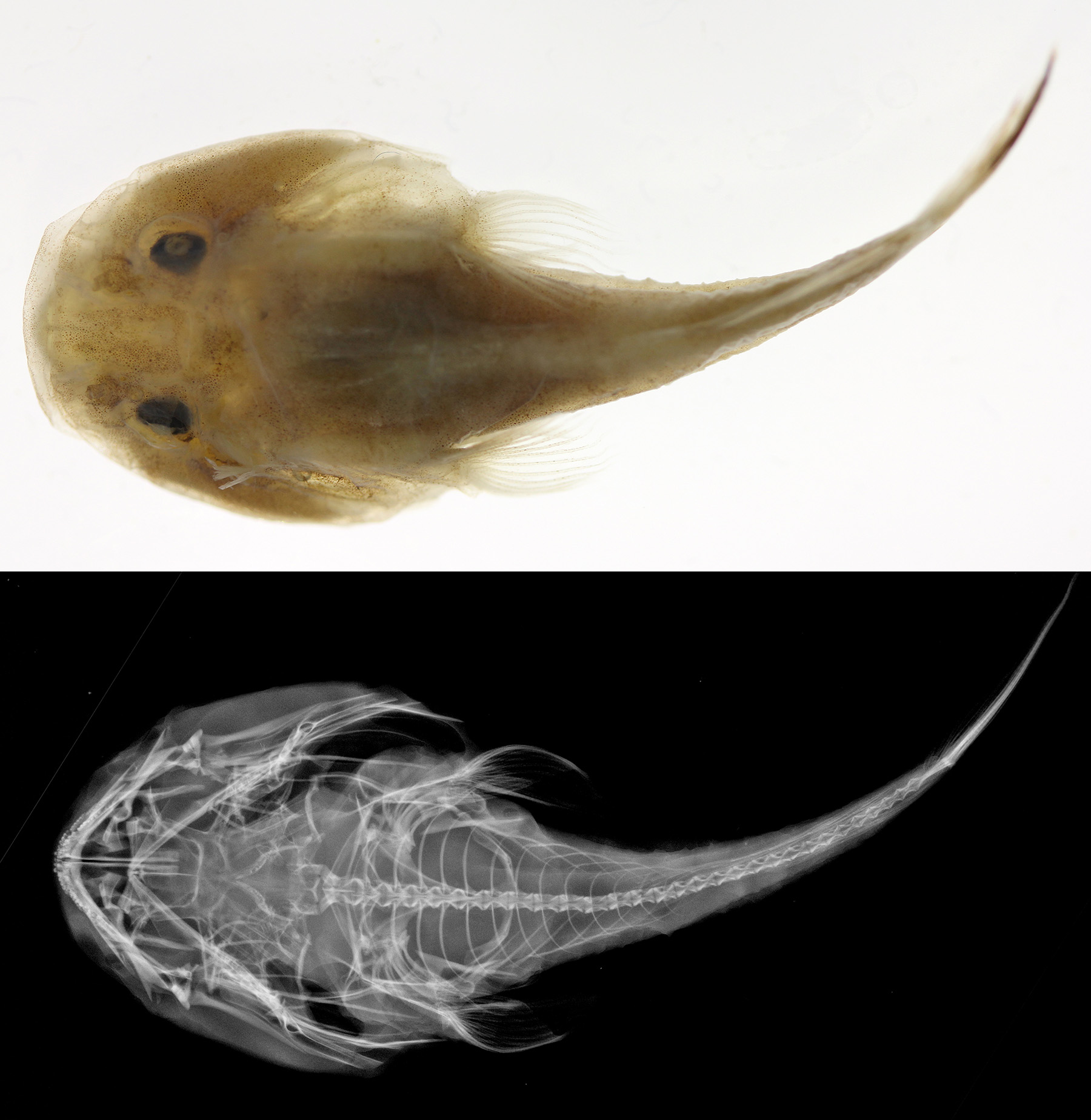 ภาพ ปลา lanceolatus (Gobiesox lanceolatus)