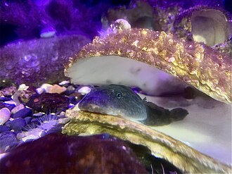 ภาพ ปลา maeandricus (Gobiesox maeandricus)