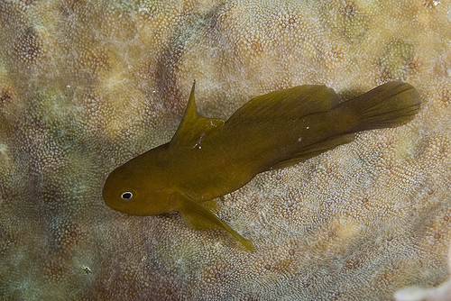 ภาพ ปลาบู่ปะการังปะการังบู่ (Gobiodon acicularis)