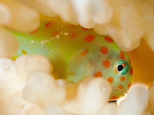ภาพ ปลาบู่ปะการังแดงลายจุด (Gobiodon aoyagii)